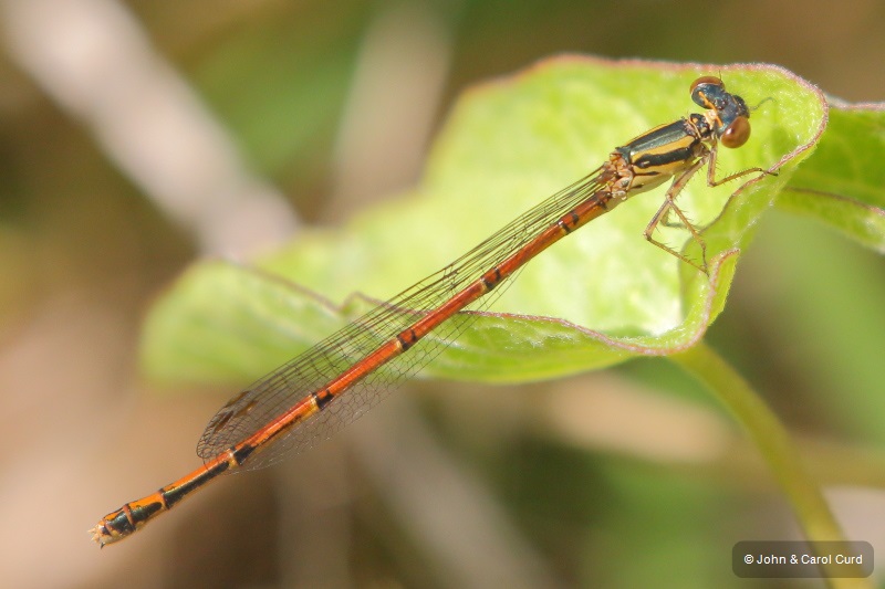 J17_3840 Xanthocnemis zealandica female.JPG